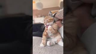 Video thumbnail of "Приводит себя в порядок. | #коты"