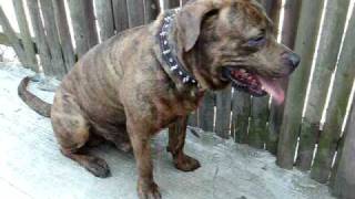 pitbull mixed with bullmastiff and rottweiler part3  (R.I.P february 2003-december 15 2010)
