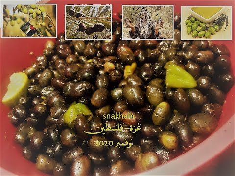 زيتون بلادي فلسطين من غزة هاشم