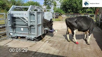 Chris Murphy Hoof Trimming with Inspect 4 Roll over crate