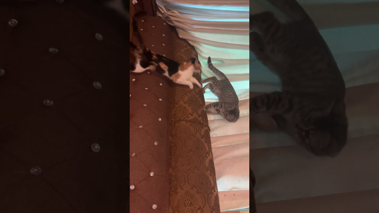 Most Hilarious Cat Video 😹 – Cat Annoying His Fellow Cat 🤣