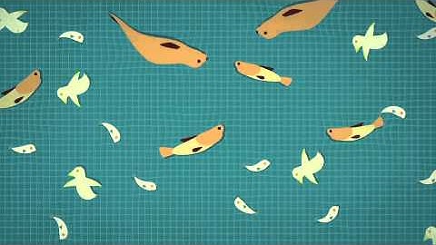 The Truth About Gillnets