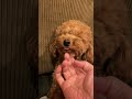 叱られても絶対に反省していない犬 #トイプードル #犬 #dog