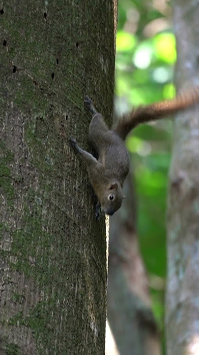 Suara induk tupai memanggil anaknya# #sorts #animals