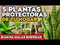 ¡PROTEGE tu HOGAR! Las 5 PLANTAS PROTECTORAS del HOGAR y ELIMINAR MALAS ENERGÍAS según el FENG SHUI