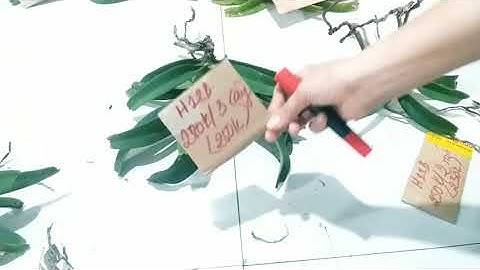 Nghinh xuân (Đai châu, Ngọc điểm) rừng Buôn Đôn ngày 28-8-2020, alo zalo 0914818080-0984818080