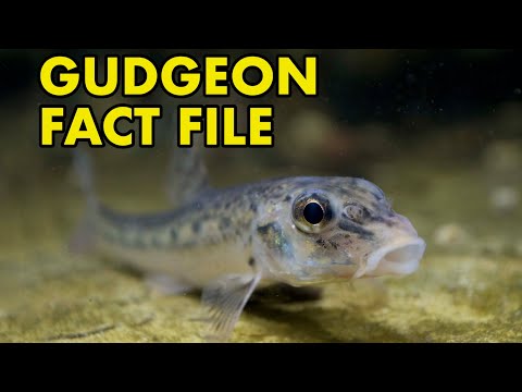 Video: Gudgeon, Livsstil Og Vaner. Gudgeon Fiskeri