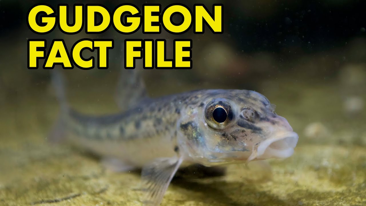 Gudgeon Fact File (British Wildlife Facts) YouTube