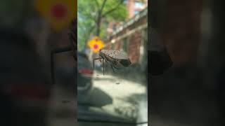 Spotted Lanternflies in NYC 🪰