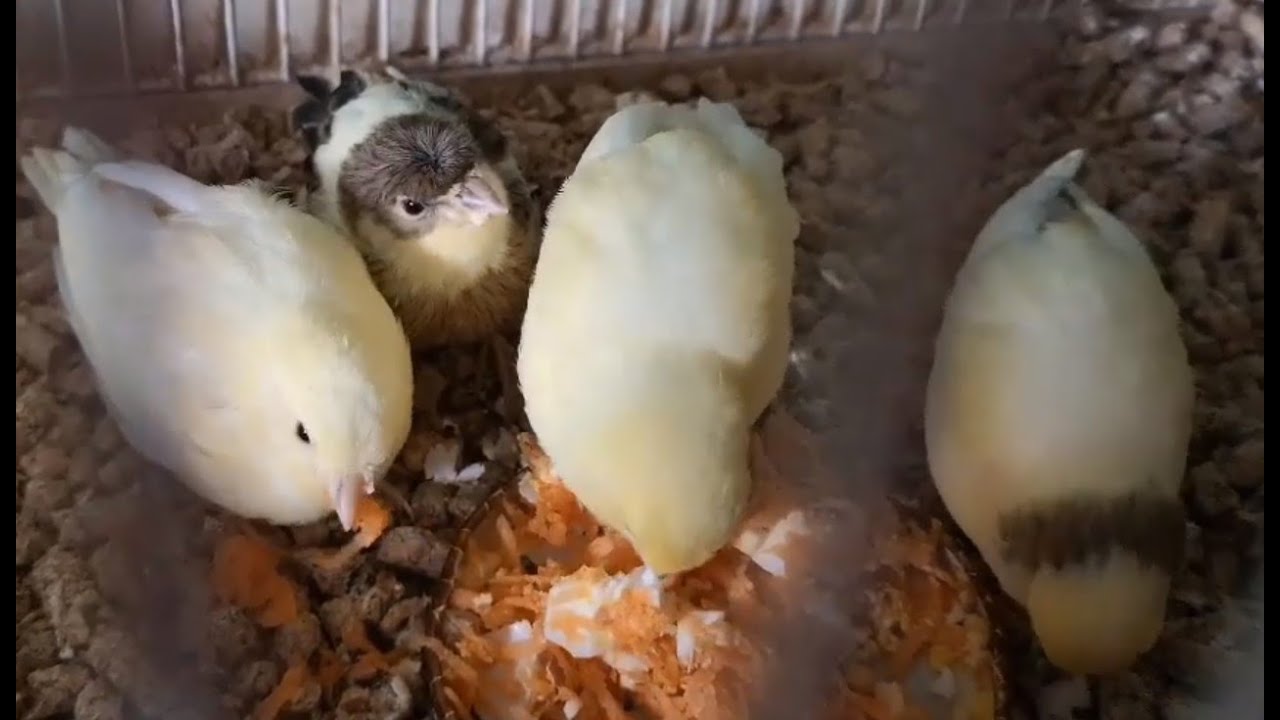 How To Prepare Food For Baby