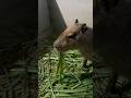 คาปิบาร่าเคี้ยวหญ้าไวแค่ไหนไปดู #wjexotic #capybara #exotic #คาปิบาร่า