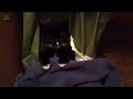 Cats sleeping moments super dooper funny clips