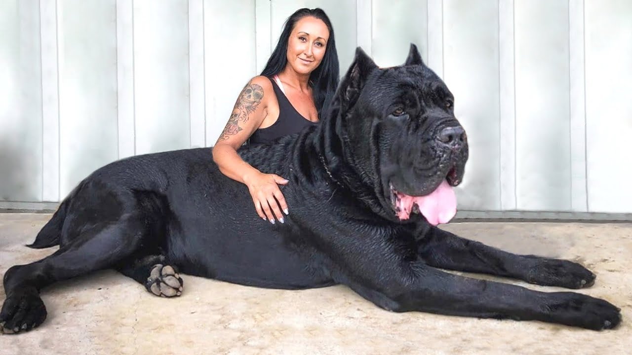 top movies on netflix You Won't Believe These Facts About Dogs