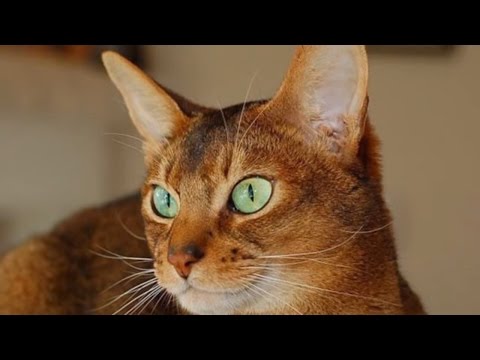 classification-of-cat-breeds,-#a-b:abyssinian-cat,-american-bobtail-cat,-american-curl-|-discover