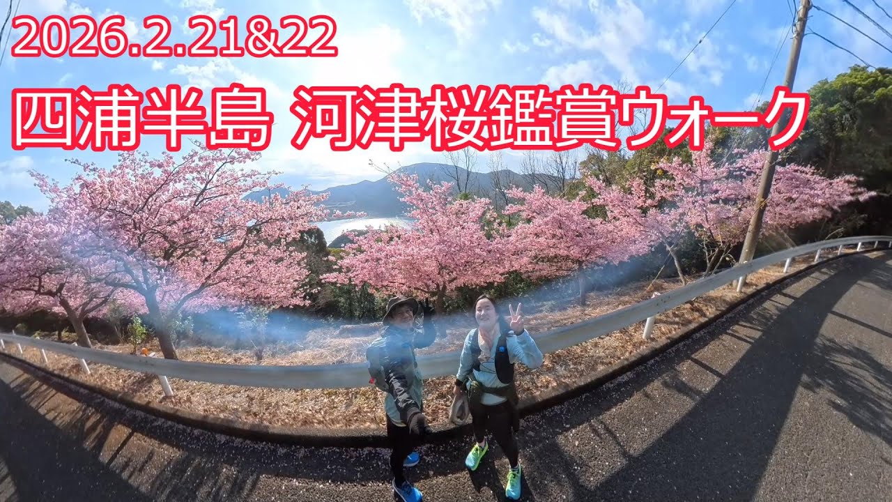 【ウォーク】四浦半島 河津桜鑑賞ウォーク
