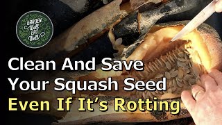 How To CLEAN And SAVE Your Zucchini & Squash Seed...Even When They're Rotting!