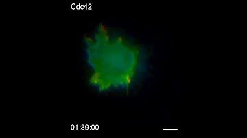 Distinct predictive performance of Rac1 and Cdc42 in cell migration