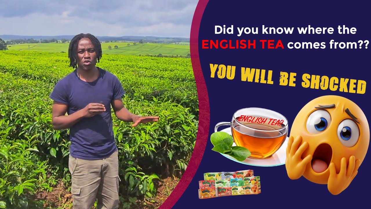 No such thing as English tea, it's Kenyan tea - YouTube