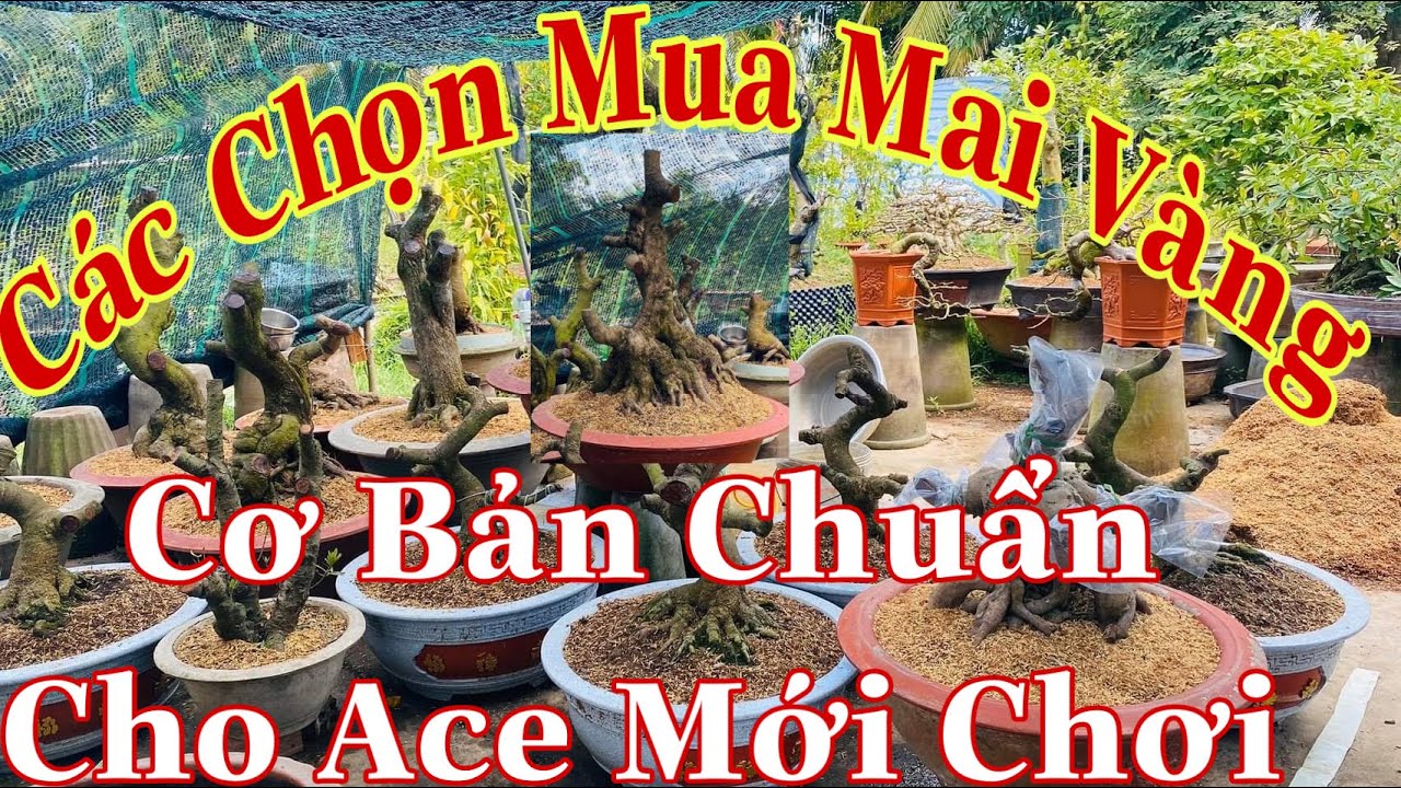 cách chọn mua mai vàng đẹp cho người mới tập chơi | cách lựa mua mai vàng đẹp