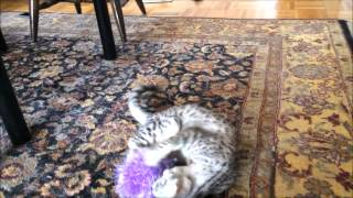 Egyptian Mau wildcats go nuts on a toy by MyEgyptianMau 1,407 views 9 years ago 1 minute, 54 seconds