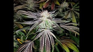 Humboldt Seeds Sugar Breath 3