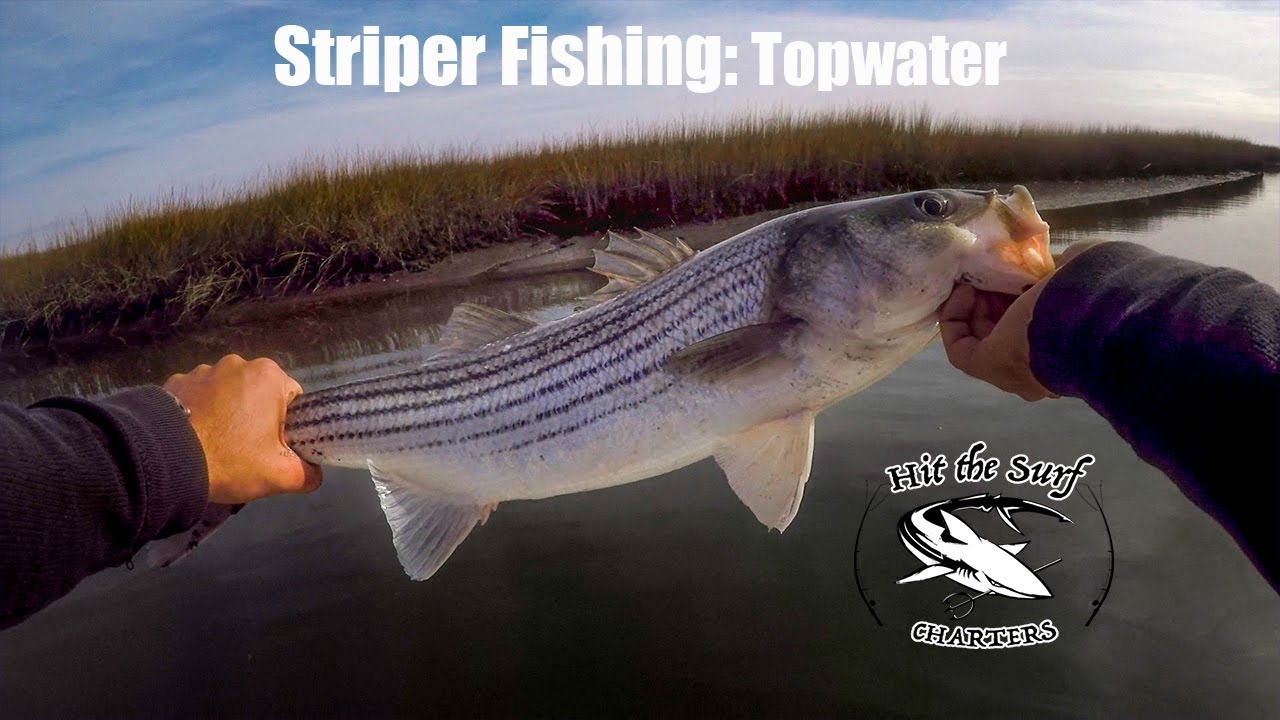 Topwater Striper Fishing the Backbay of Wildwood NJ YouTube