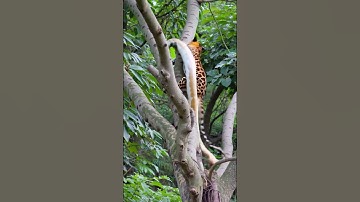 Leopard and Albino Python Attack Each Other on Tree Branch... #anime #wildlife #leopard #python #ai