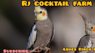 Rj Cockatiel Farm|Cockatiel Birds Sales|Ashes Birds Farm|Chick Sales|