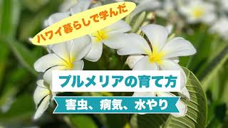 ハワイ暮らしで学んだ プルメリアの育て方 害虫 病院 水やり Youtube