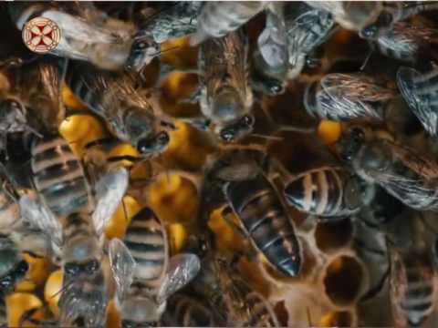 ლექციები მეფუტკრეობაზე - 54 ცრუ სიდამპლე