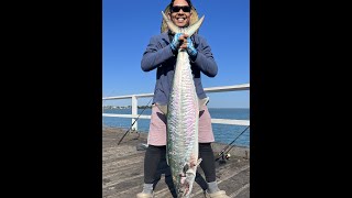 Spanish mackerel @ #herveybay #uranganpier
