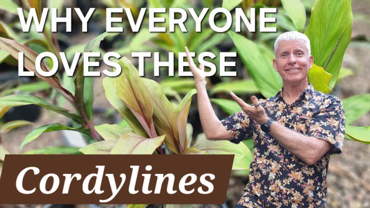 Почему все любят кордилины