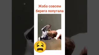 Офигевшая жаба напала на утку!!!