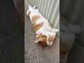 散歩中の猫に聞いた、来世も猫がいいとのこと。(終始猫なで声すみません
