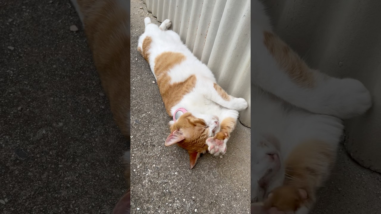 散歩中の猫に聞いた、来世も猫がいいとのこと。(終始猫なで声すみません
