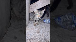 A Lonely Cat Again
