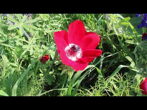 كركمة عجلون شمال الاردن