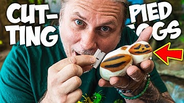 CUTTING PIED BALL PYTHON EGGS!! | BRIAN BARCZYK