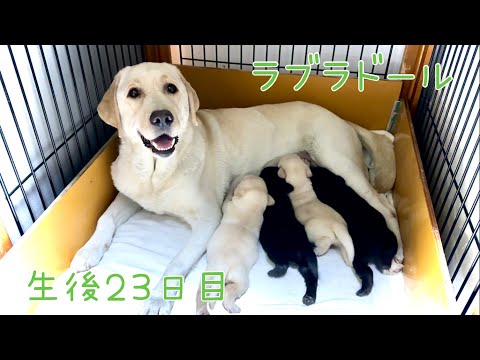 ラブラドールレトリバー 関連生写真 2023年カレンダー ラブラドール・レトリーバー | 株式会社誠文堂