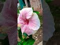 #reels#nature#video#travel#vlog#vibes#viral#shorts#youtube#instagram#edit#explore#trending#vlog#new