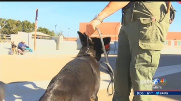 Local search and rescue dogs hone their disaster preparedness skills