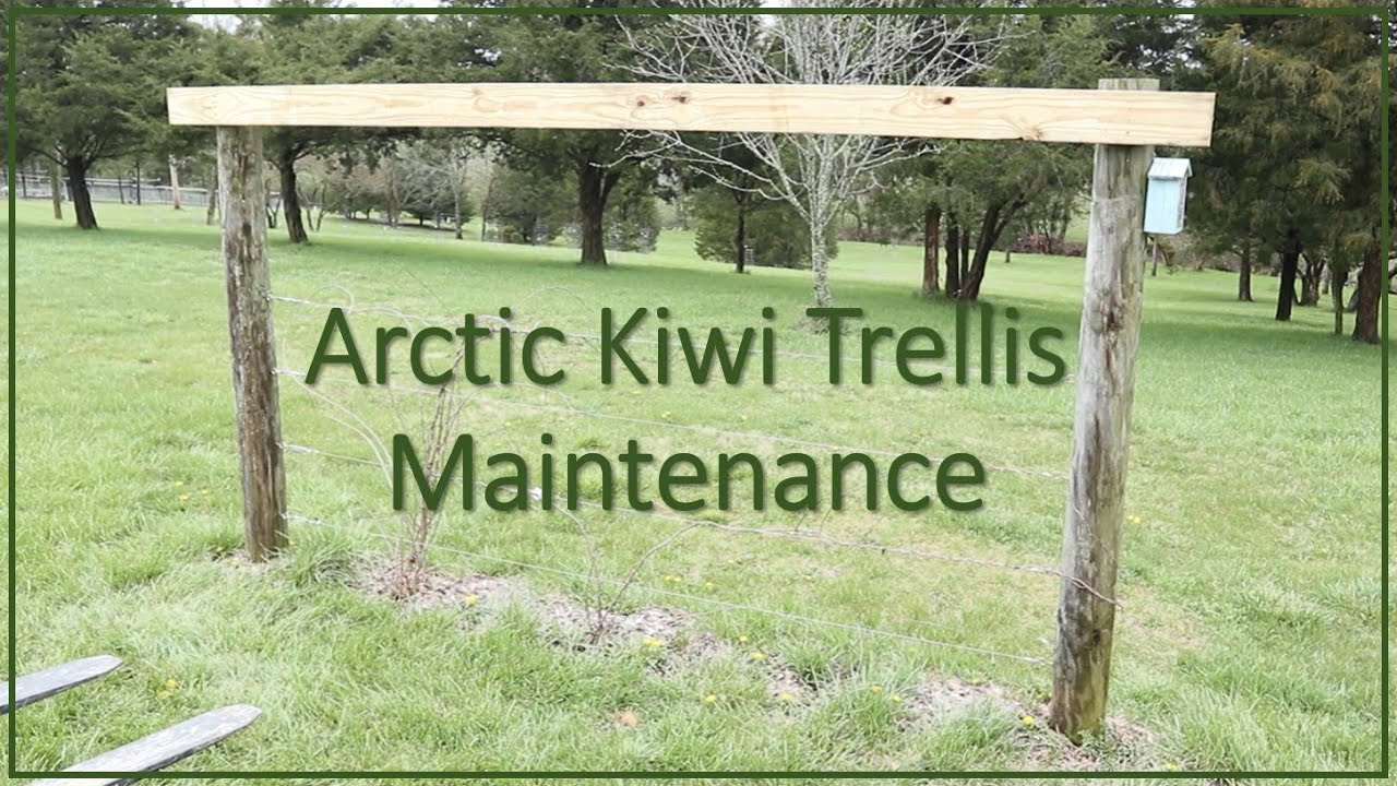 TNT 227 Arctic Kiwi Trellis Maintenance Zone 6B YouTube