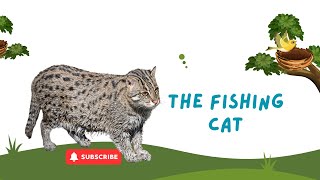 Meet this Amazing Water Cat! The Fishing Cat