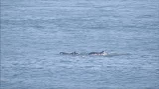 Bottle-nosed Dolphins passing Flamborough Head