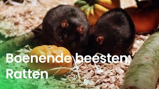 Ratten | Boenende beesten