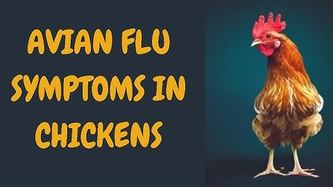 Avian Flu Symptoms In Chickens