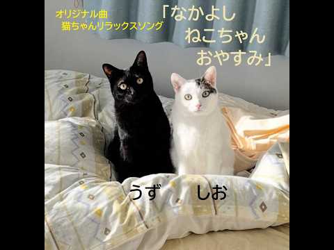 オルゴナイト くま 仲良し猫ちゃん 猫ちゃん リラックスソング「なかよし ねこちゃん おやすみ」の歌 good