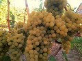 Цитронный Магарача: технический сорт винограда
