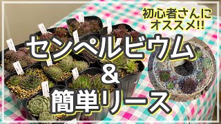 【センペルリース】強い!! 雪OK!! センペルビウムの魅力発見✨