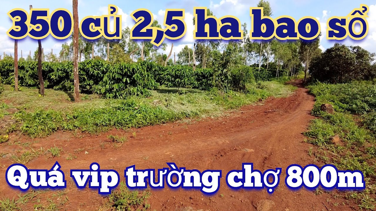 Đã bán 350 triệu lượm ngay 2,5 ha đất đỏ đen cách trung tâm trường chợ vài trăm mét đất bao sổ hồng